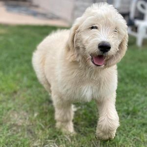 Meet your Posher, Isabel